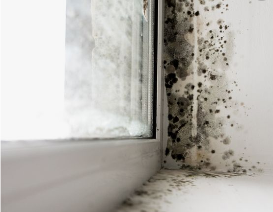 To Prevent Mold Growth in Your Home